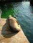 Sj�l�ve som koser seg i solen