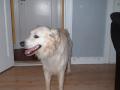 Labrador retrieveren Valde
