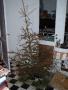 Tomt juletre