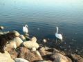 Neptun ser p� svanene