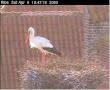 Storken i redet sitt p� Gamle R�dhus i Ribe (Jylland)
