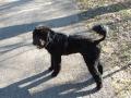P� tur i ny sveis