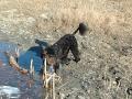 Ut i gj�rma med hunden