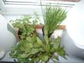 Oregano, gressl�k og kaktus i vinduskarmen p� kj�kkenet
