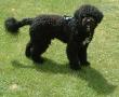 Hunden v�r i gresset :-)