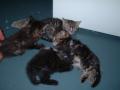Kattunger p� badet hos Ola