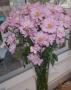 Blomster