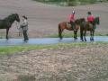 Hest!