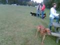 Hundesletta i frognerparken
