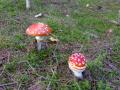 Glemte visst � ta bilde av spiselig sopp...