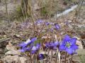 Bl�tt i bl�tt s� langt vi kunne se